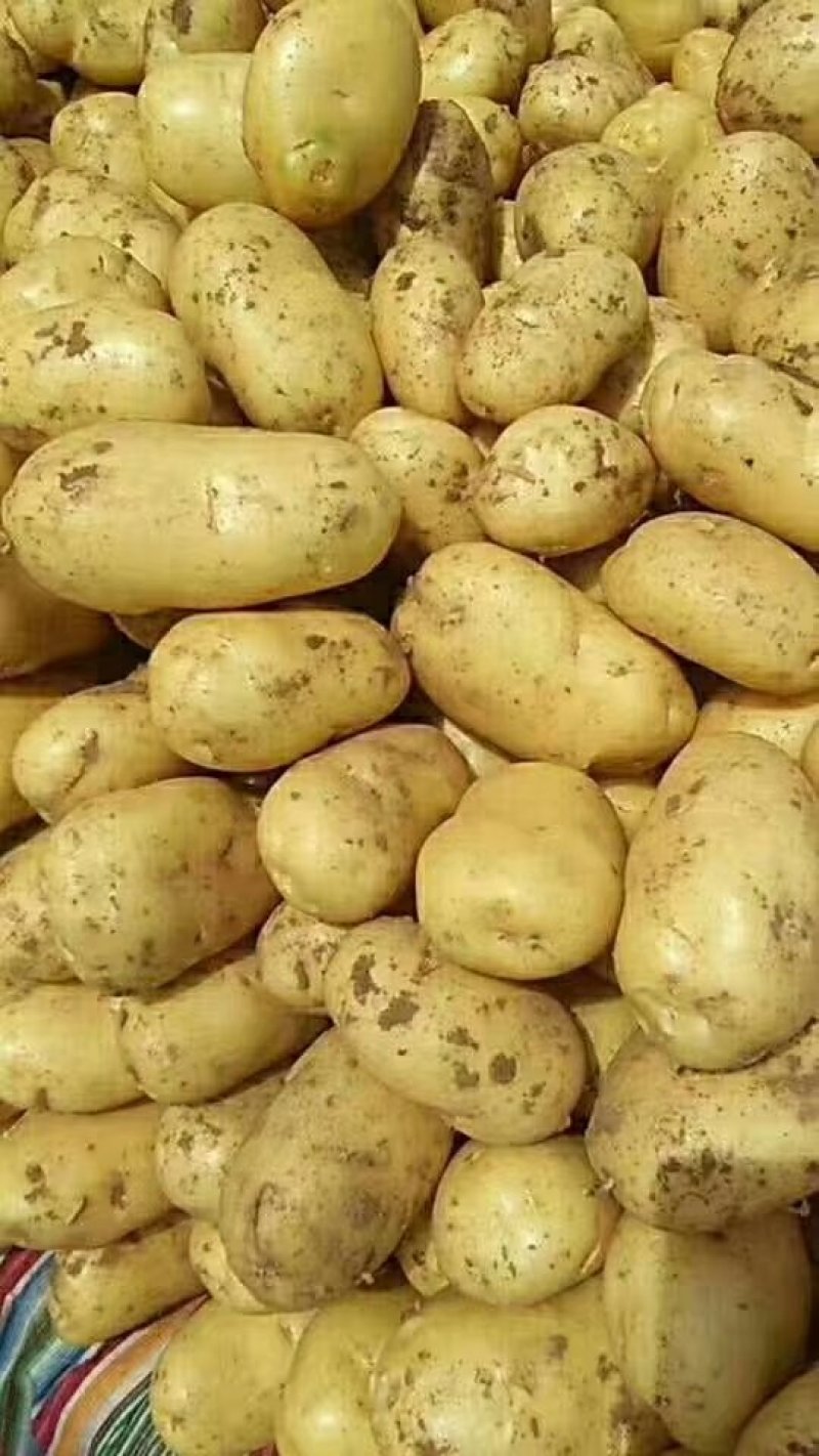 【产地直销】山东荷兰15土豆价格便宜黄皮黄心质量好量大
