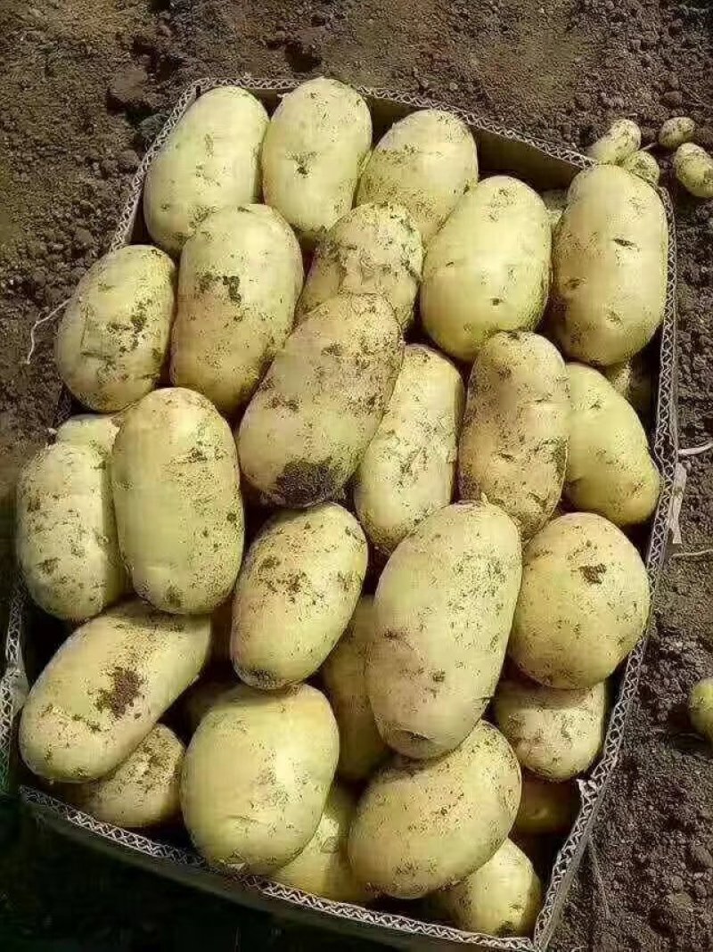 【产地直销】山东荷兰15土豆价格便宜黄皮黄心质量好量大