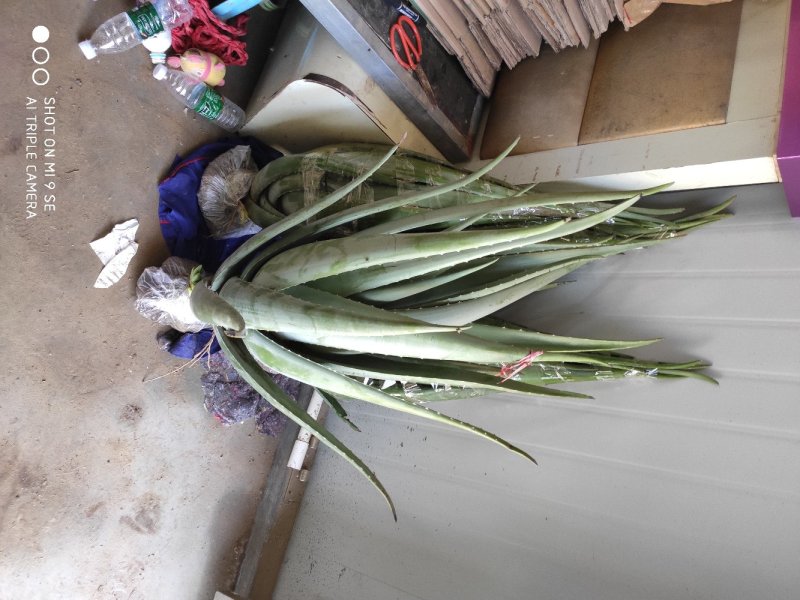 慧美人家库拉索芦荟