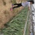 慧美人家库拉索芦荟