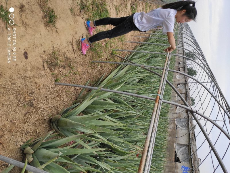 慧美人家库拉索芦荟