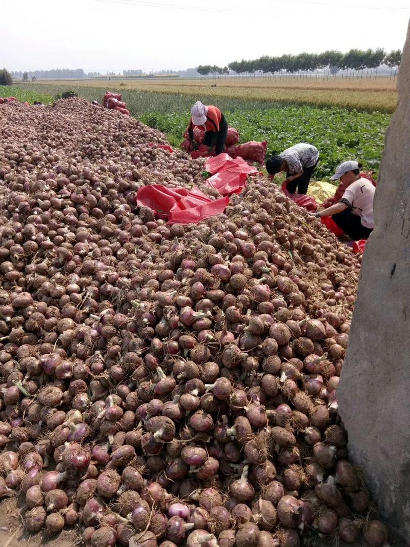 河北定州蔬菜基地红皮洋葱头大量供应优质洋葱头