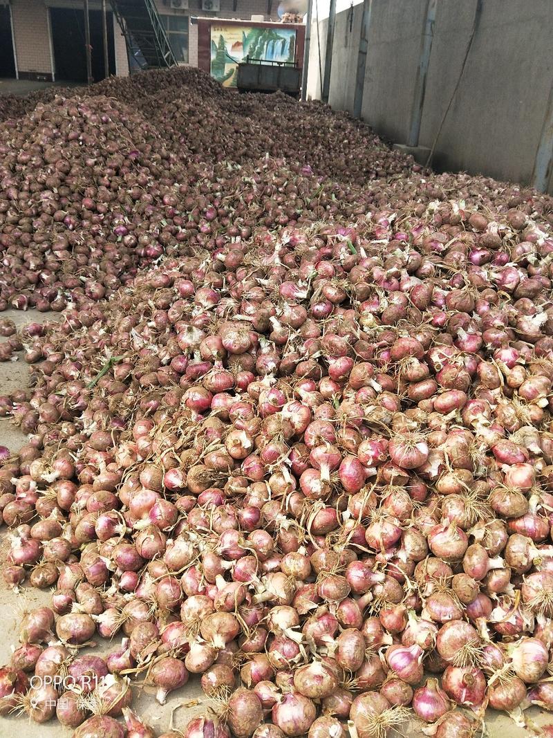 河北定州蔬菜基地红皮洋葱头大量供应优质洋葱头