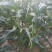 甜玉米水果玉米玉米棒每年端午节前后大量供应