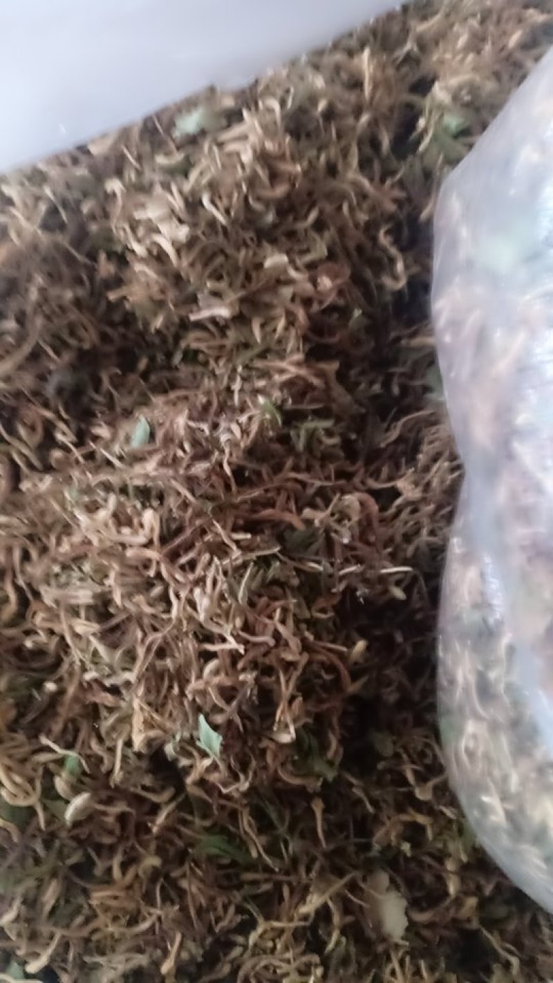 金银花，沂蒙山区里的优质本地草花，产地直发，量大从优
