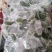 糯米粽子，真空包装干净卫生，容易储存食用方便