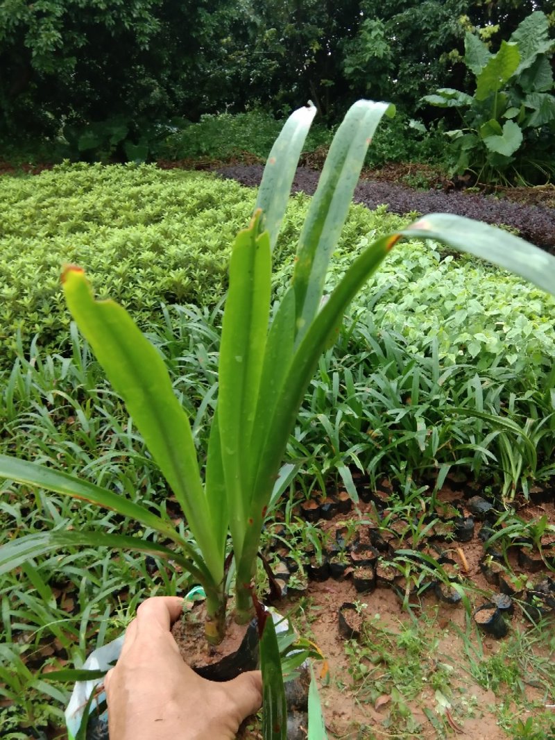 蜘蛛兰，(百子连)，高20至30，冠幅15至25，多枝