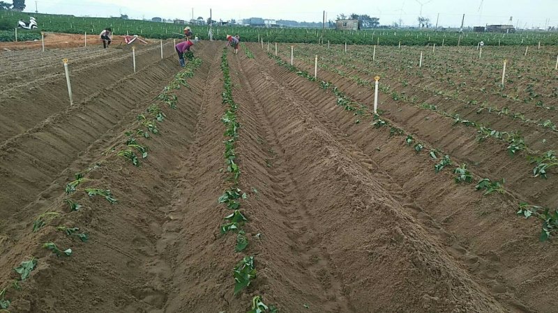 六鳌蜜薯，六鳌红蜜薯，六鳌地瓜，上市中希望与您真诚的合作