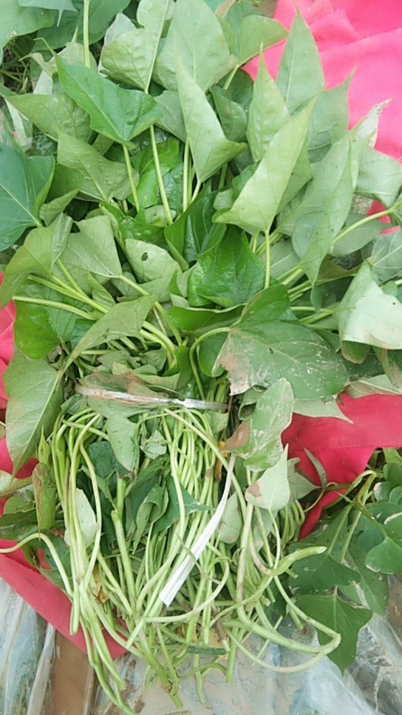 商薯19红薯苗大田苗，大田苗，上市中