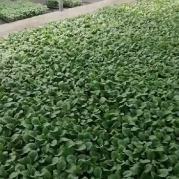 茄子苗一