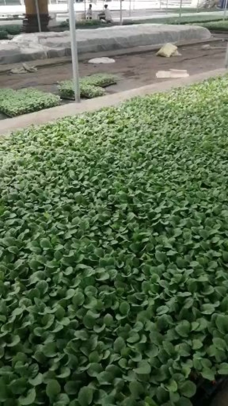 茄子苗一