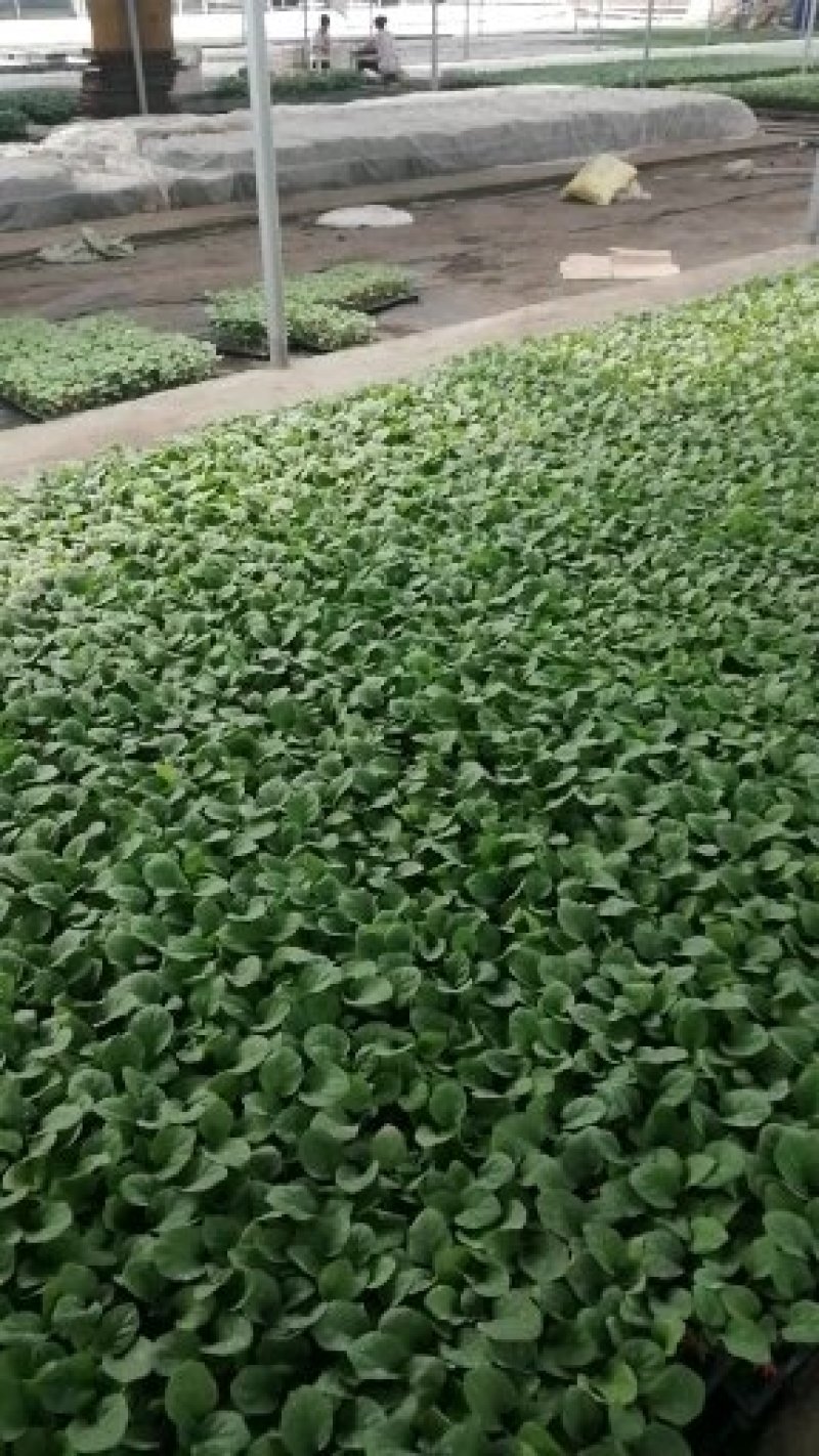 茄子苗一