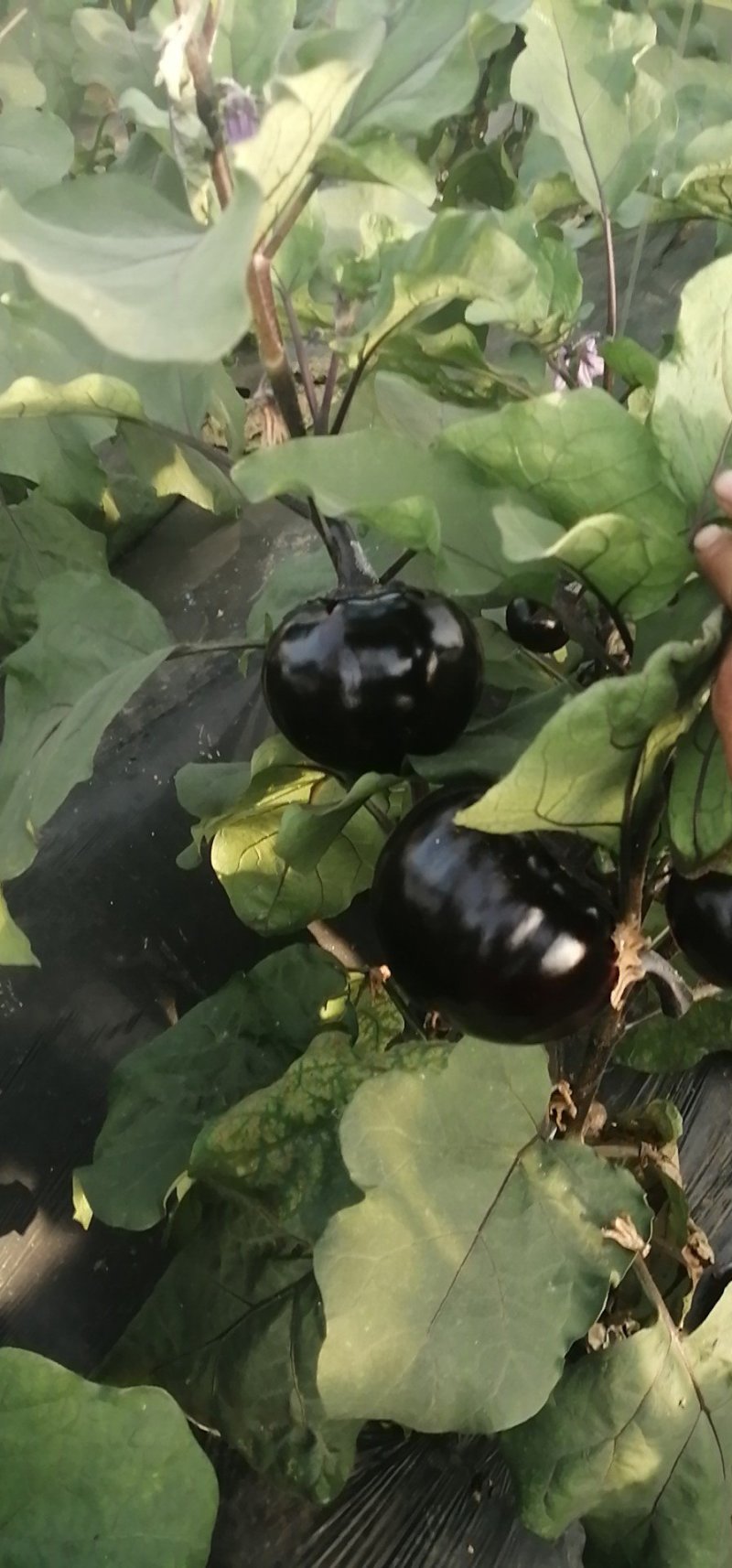 茄子苗一