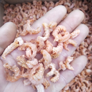 海虾米