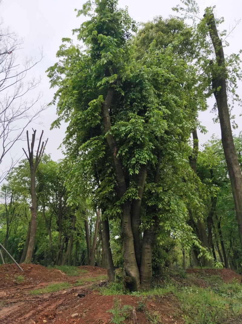 丛生朴树产地直供量大从优诚信第一