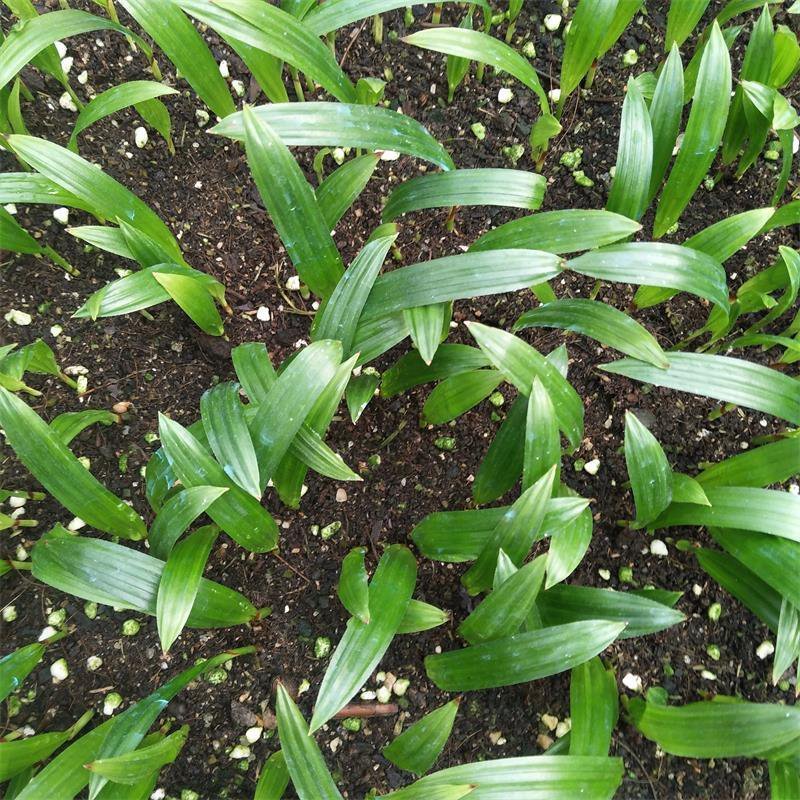 大叶棕竹盆栽花卉室内观叶植物棕竹小芽苗四季常青