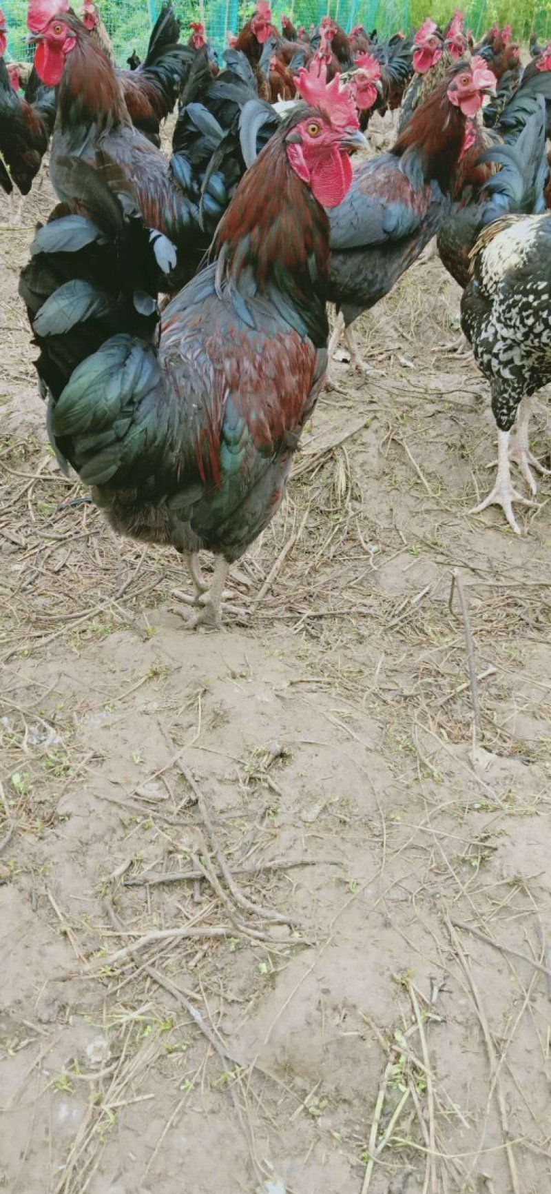 出售脱温鸡鸭鹅苗，回收成品鸡鸭鹅