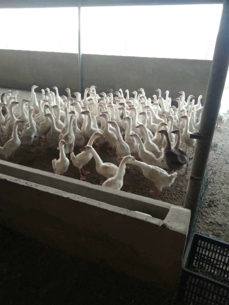 出售脱温鸡鸭鹅苗，回收成品鸡鸭鹅