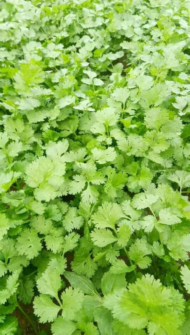 辽宁内蒙香菜大叶香菜大量上市代发全国各地