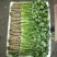 辽宁内蒙香菜大叶香菜大量上市代发全国各地