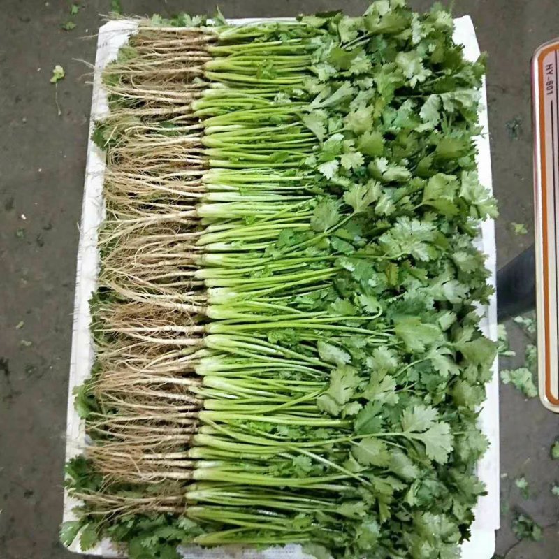 辽宁内蒙香菜大叶香菜大量上市代发全国各地