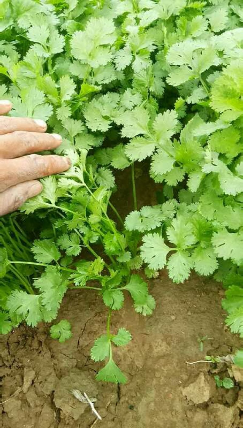 辽宁内蒙香菜大叶香菜大量上市代发全国各地