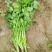 辽宁内蒙香菜大叶香菜大量上市代发全国各地
