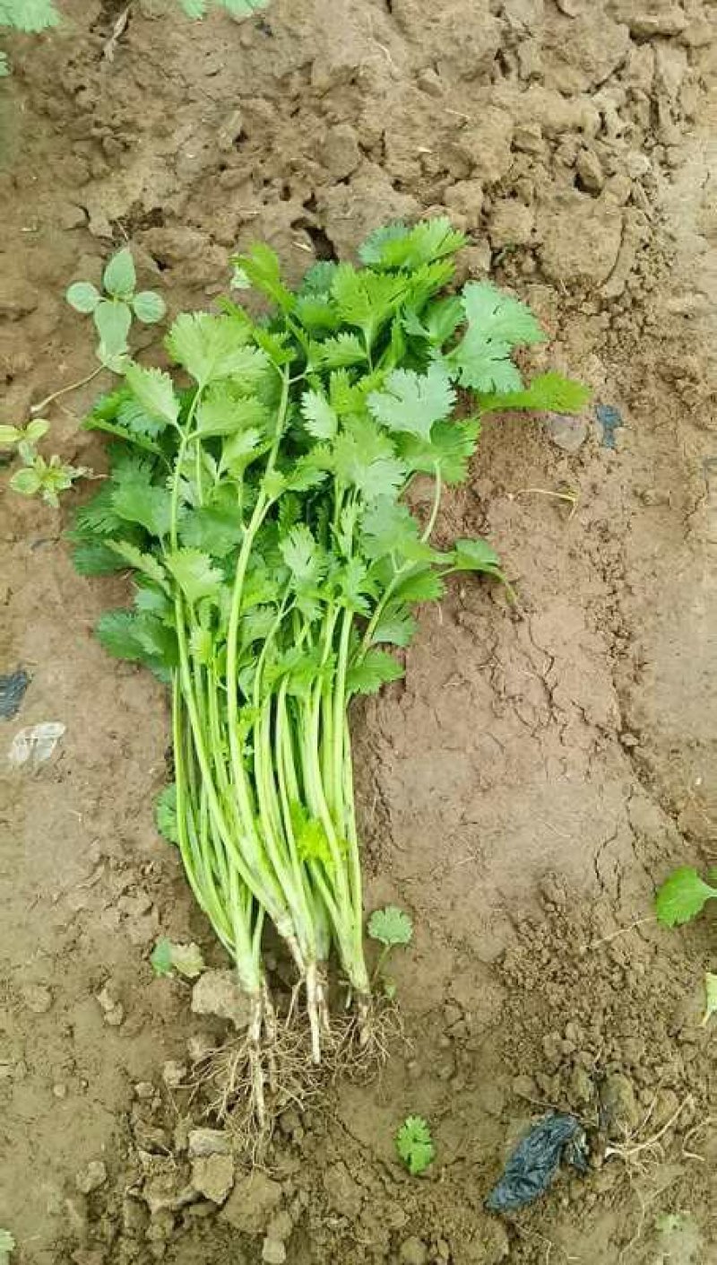 辽宁内蒙香菜大叶香菜大量上市代发全国各地