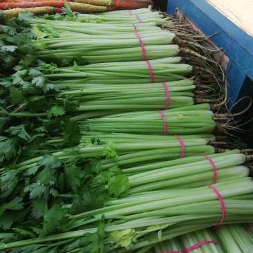 芹菜大量上市