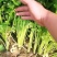 芹菜大量上市