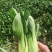 芹菜大量上市
