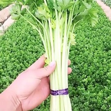 芹菜