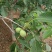 大量供应新鲜核桃