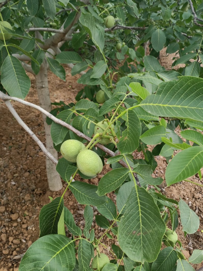 大量供应新鲜核桃