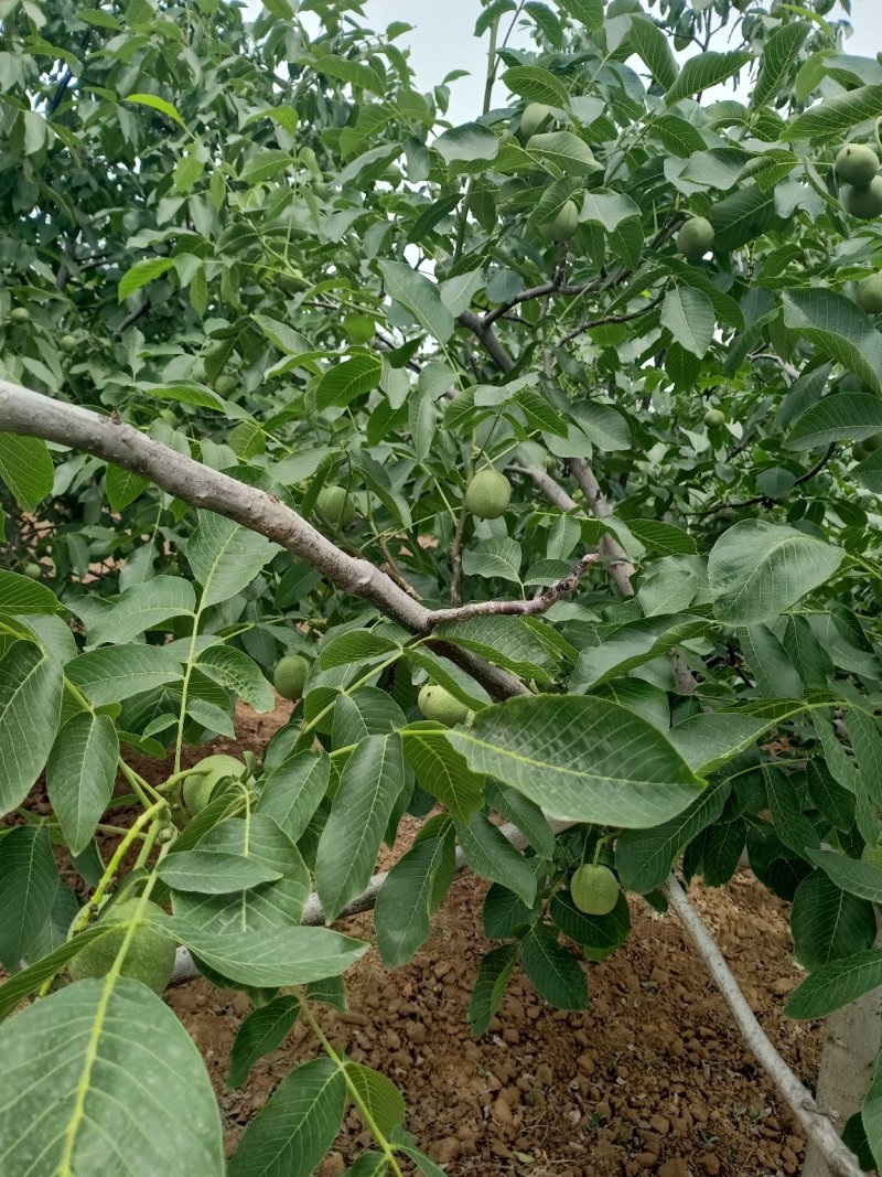 大量供应新鲜核桃