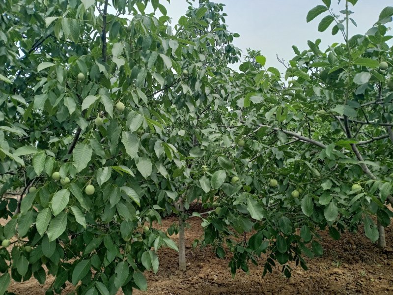 大量供应新鲜核桃