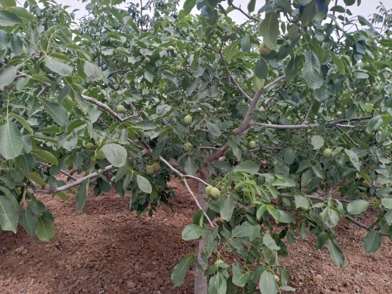 大量供应新鲜核桃
