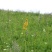 蜂蜜源于2013，六年沉淀，贝母蜜