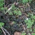 野生地木耳地皮菜地软朵大泡发率高干净无土块