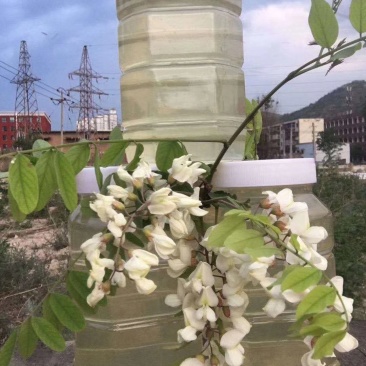 苦刺花蜜~洋槐蜜~枣花蜜