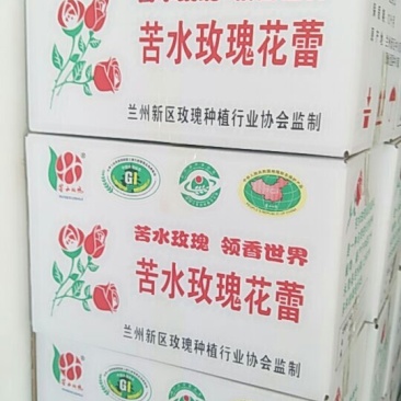 苦水玫瑰花蕾
