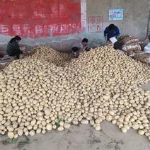 【推荐】河南小土豆大量供应全国发货欢迎咨询