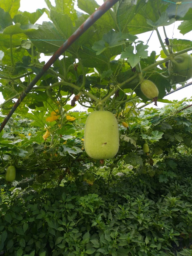 优质米冬瓜(大量有货)
