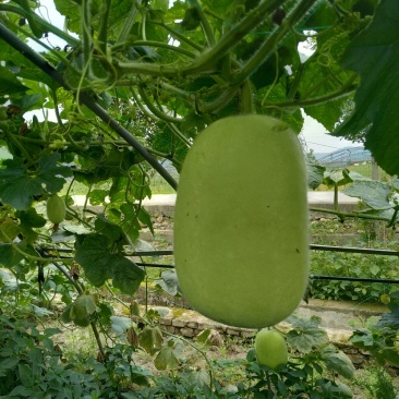 优质米冬瓜(大量有货)