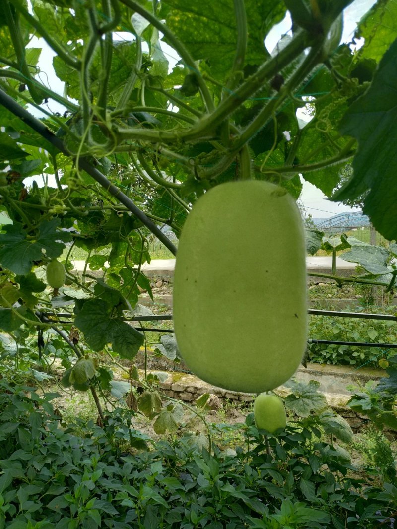 优质米冬瓜(大量有货)