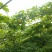 优质米冬瓜(大量有货)