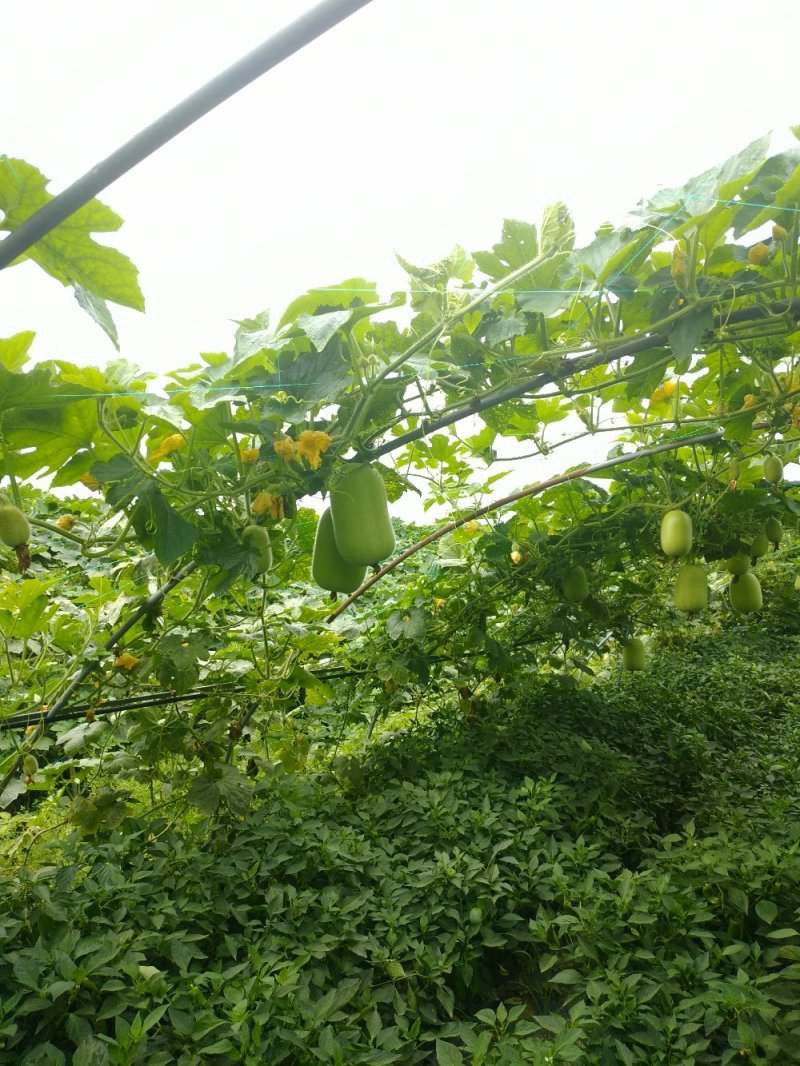 优质米冬瓜(大量有货)