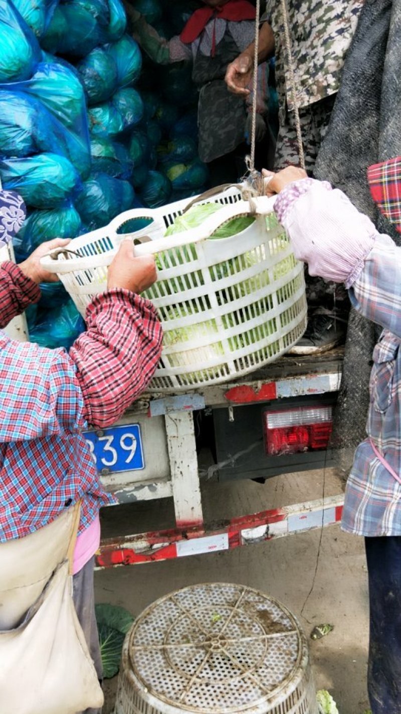精品甘蓝大量上市保质保量