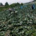 精品甘蓝大量上市保质保量