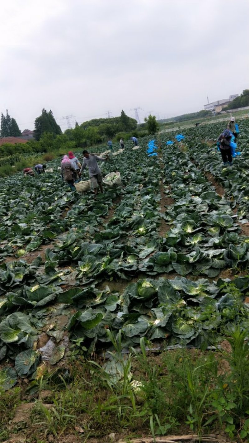 精品甘蓝大量上市保质保量